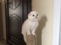 Safkan Oyuncu scottish fold Yavrularım