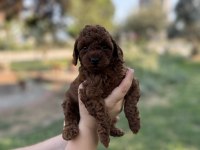 Teacup erkek-dişi poodle