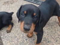 Sağlık Ve Irk Garanti Doberman