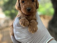 Maltipoo Yavrularımızı Canlı Görerek Alabilirsiniz