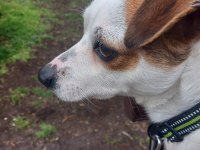 2 yaşında küçük ırk Jack Russell Terrier