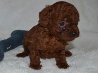 Tea Cup Dark Red Poodle Yavrular