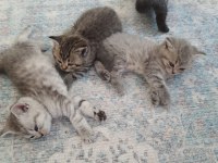 Yuva arayan sevimli british shorthair yavrularımız