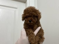 En Tatlı Poodle Yavruları Bizde