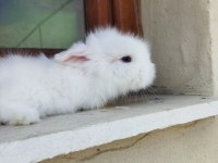 Sevimli minik tavşanlar