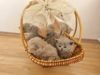 Safkan british shorthair yavrular