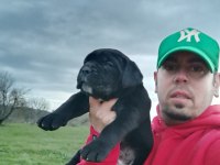 ŞECERELİ CANE CORSO YAVRULARI