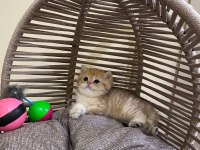 40 günlük british shorthair erkek