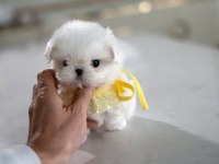 Maltese kore teacup kızım ayra MAX (2 kg )