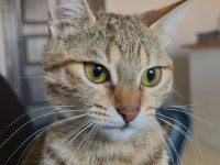 KEDİMİZ LOTUS A BİR YUVA ARIYORUZ