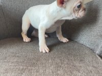 Renkli gözlü french bulldog yavrularım