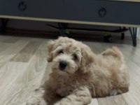 Yuva Arıyoruz Maltipoo Köpeğimize