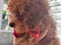Toy poodle köpeğimi sahiplendirme