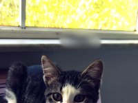 KEDİLER 15 GÜNLÜKKEN ANNELERİNİ KAYBETTİLER