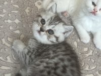 Ns 11 silver scottish fold bebeklerim