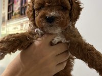 5 adet dişi erkek poodle
