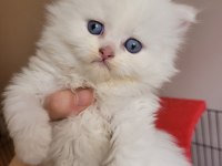 Minik panda muhteşem güzellik scottish