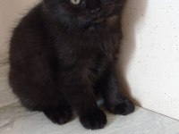 Sahiplendirme british shorthair