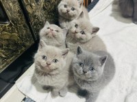 British shorthair bayram şekerleri