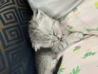 Scottish fold yavru