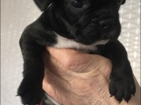 A Kalite Irk Garantili French Bolldog yavrularımız