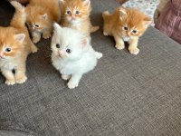 Sarı Ve Beyaz Efsane Güzellikteki Yavru Kedilerim