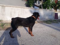 PASAPORTU olan AŞILARININ hepsi tamamlanmış erkek rottweiler