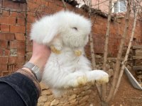 TEDDY LOP tavşanı sütten kesilenler