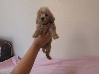 Zeki ve Sevimli Maltipoo Bebekler