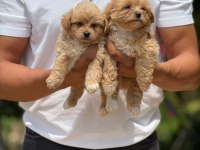 AŞILI ÇİŞ EĞİTİMLİ MALTIPOO  BEBEKLER 