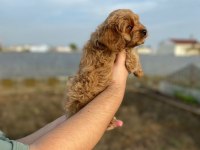 2 AYLIK ERKEK COCKAPOO