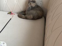 Tüm aşıları tam scottish fold dişi