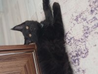 Blue ve Black smooke Arnold in son maine coon yavruları