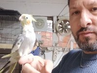 Sultan papağanı bebekler