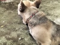 Sevimli kızım şirin french bulldog