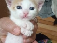 4 küçük yavru kedimize yuva arıyoruz
