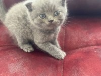 scottish fold yavru