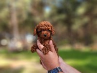 KORE DİŞİ TOY POODLE YAVRUMUZ