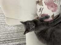 2 yaşında russian blue
