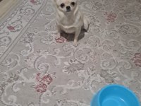 Şivava sakin ped eğitimli