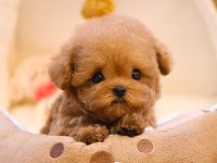TOY POODLE YAVRULARIM SHOW KALITE