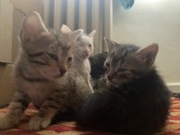 8 Adet Dünyalar Tatlısı Kardeş Tekir