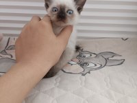 Çok uyguna güzel yavrular siyam