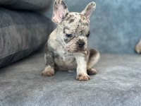 ÜST KALİTE BLUE MERLE FRENCH BULLDOG