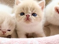 Safkan Şecereli Exotic Shorthair yavru