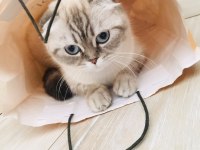 Scottish Fold Kedisi Diyarbakır Sur