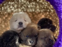 HIGH QUALITY PURPLE TONGUE CHOW CHOW PUPPIES