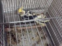 6 aylık konuşan erkek sultan papağanı