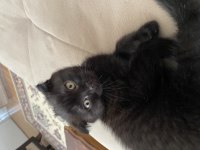 Kahverengi scottish fold yavrusu için yuva