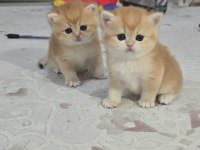 British Shorthair Golden Yavrular